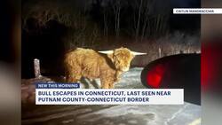 Runaway bull sought near Putnam County/Connecticut border News Clip