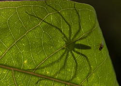 Tropical Rainforests Instructional Video