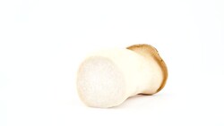 One big eryngii abalone tree mushroom. Lying position. Rotating on the turntable isolated on the white background. Close up. Macro. Stock Footage