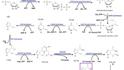 Nucleotide Metabolism | Purine Biosynthesis 1: Up to IMP Instructional Video