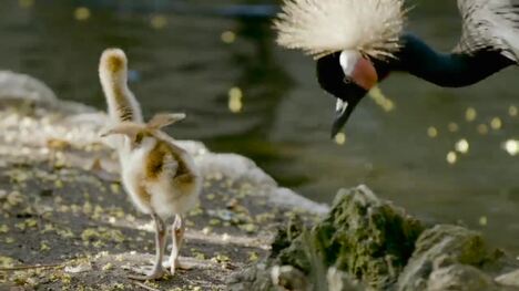 Fun Facts About Crowned Cranes