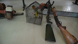 CLEAN : Colombian authorities arrest alleged deforesters, eradicate coca crops News Clip