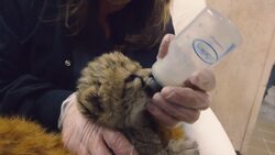 This is What Hand-Raising an Adorable Cheetah Cub Looks Like Instructional Video