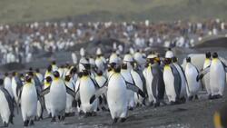 Birds: Caretakers of the Animal Kingdom Instructional Video
