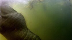 Living With Crocodiles Instructional Video