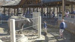 Curing Cancer in Kids With the Help Of Elephants in Utah? Instructional Video