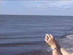 Exploring Anatomical Evidence of Evolution Instructional Video