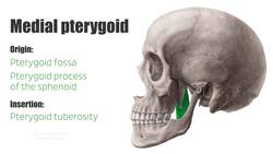 Functions of the shoulder muscles Instructional Video