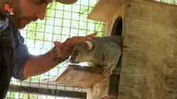 World's Cutest Possum! Instructional Video