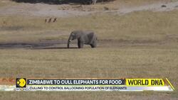 Zimbabwe to cull dozens of elephants, distribute meat to locals News Clip
