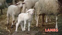 High Five Facts - Seasons Instructional Video