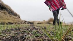 Muertes de aves migratorias desconciertan a los ornitólogos  Instructional Video