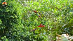 PARROT BLOOD - What Mystery Does it Hold? Instructional Video