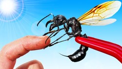 STUNG by a Flying Bullet Ant! Instructional Video