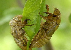 Primed for Survival Instructional Video