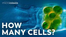 How Many Cells Are in a Microscopic Animal? Instructional Video