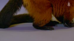 Exploring the plight of the endangered red ruffed lemur Instructional Video
