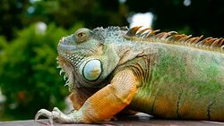 Sleeping dragon. Close-up portrait of a resting vibrant Lizard. Selective focus. Green Iguanas are native to tropical areas of Mexico, Central America, South America, and the Caribbean Stock Footage