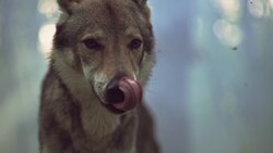 The Fascinating Effects of Sleep on Your Brain Instructional Video