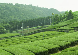 Factpack: Non-Edible Crops Instructional Video