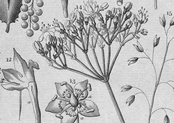 Classification Instructional Video