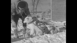 Sled dogs in training News Clip