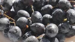 Dark grapes in plate rotating. Stock Footage