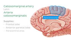 Arteries of the brain Instructional Video