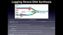 DNA Replication of the Lagging Strand: Explanation Followed by Animation Instructional Video