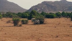 African Zebras Graze Dry Grass On The Plain Among The Bushes In The Dried Season Stock Footage