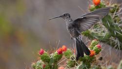Science Kids:  Tropical Birds Around the World Instructional Video