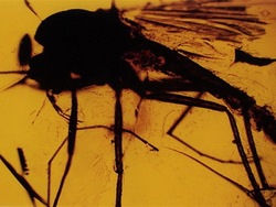 Explorando fósiles: restos conservados Instructional Video