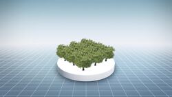 More than half of European native trees risk extinction: Report Instructional Video