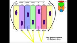 Anatomy & Physiology of Gustation Instructional Video
