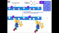 Excitation-Contraction Coupling in Skeletal Muscle [Part 2/2] Instructional Video