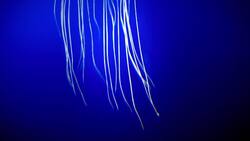 The Box Jelly: One of the World's Most Venomous Creatures Instructional Video