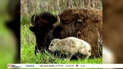 Rare white bison calf spotted in Yellowstone National Park News Clip
