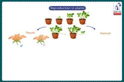 Reproduction and Continuity of Species: Reproduction in Plants Instructional Video