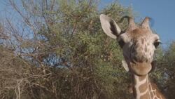 Why This Giraffe Orphanage in Kenya Is So Important Instructional Video