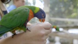 Must See! Lorikeets Are Having a Field Day Feeding on Nectar Instructional Video
