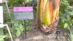 Ethiopia's remarkable 'tree against hunger', flowers for the very first time, at Kew Gardens News Clip