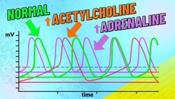 How Adrenaline and Acetylcholine Affect Heart Rate Instructional Video