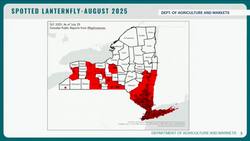 Spotted lanternfly problem now so widespread reports no longer needed News Clip