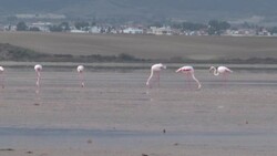CLEAN : On their way to Africa, pink flamingos stop over in Cyprus News Clip