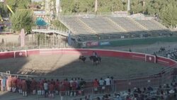 CLEAN : California's Portuguese community keeps bullfighting alive without bloodshed News Clip
