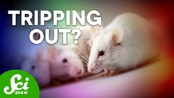 What Drugging Animals Is Teaching Scientists Instructional Video