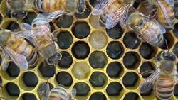 Made in Connecticut: Mike’s Beehive News Clip