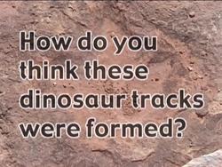 Exploring Fossils: Molds, Casts, and Imprints Instructional Video