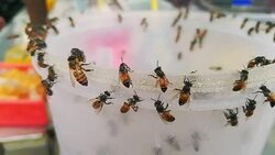 The honey bees swarm collecting syrup from the sweetmeat shop. Stock Footage