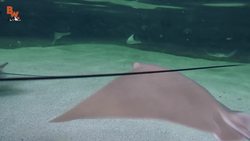 Stingray Feeding Time! Instructional Video